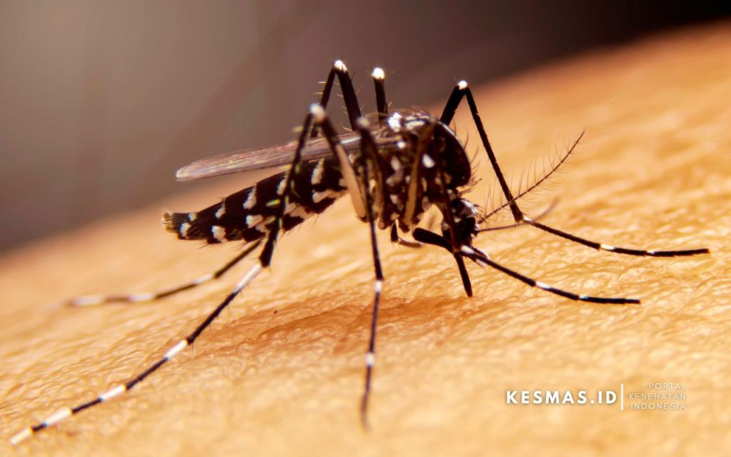 Tren Kasus DBD Tahun 2024 Curi Perhatian,, Tingkatkan Penyuluhan. DBD disebabkan virus  Dengue  yang menular melalui gigitan nyamuk Aedes Aegypti