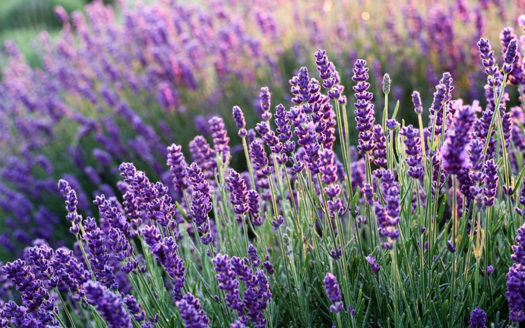 Bunga Lavender