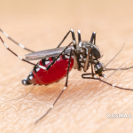 Memahami Penyakit Malaria dan Cara Mencegahnya