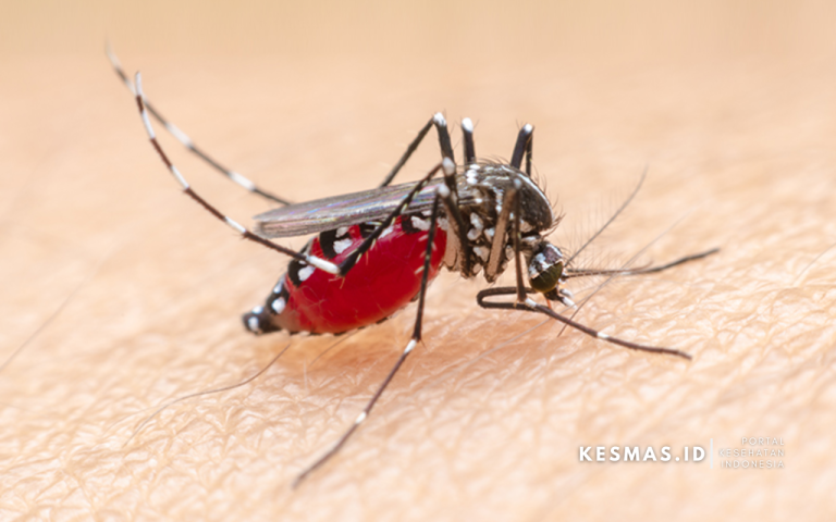 Memahami Penyakit Malaria dan Cara Mencegahnya