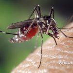 Nyamuk Aedes aegypti dengan kaki bergaris hitam putih yang sedang hinggap di kulit