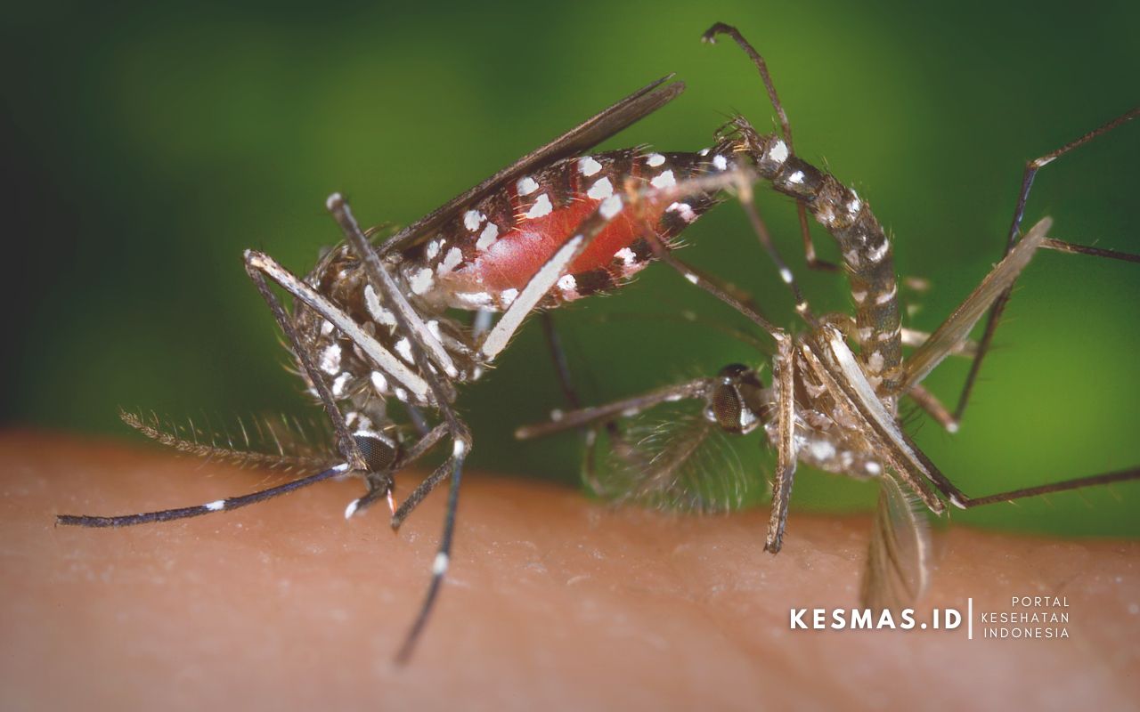 PSN 3M PLUS: Upaya Pencegahan Demam Berdarah Dengue